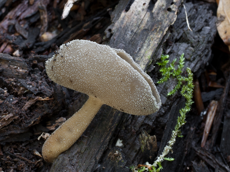 Helvella macropus